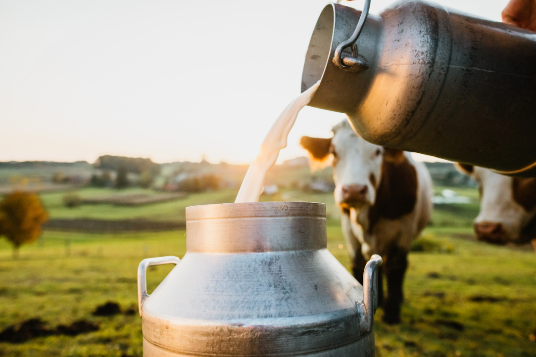 Research Determines Best Locations for Organic Dairy Farming in Russia Illustration for news: Research Determines Best Locations for Organic Dairy Farming in Russia